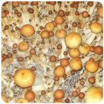 Псилоцибиновые (галлюциногенные)  грибы Psilocybin "Golden Teacher" в Петушках