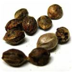 Семена марихуаны АК-47  (Seeds AK-47) в Петушках